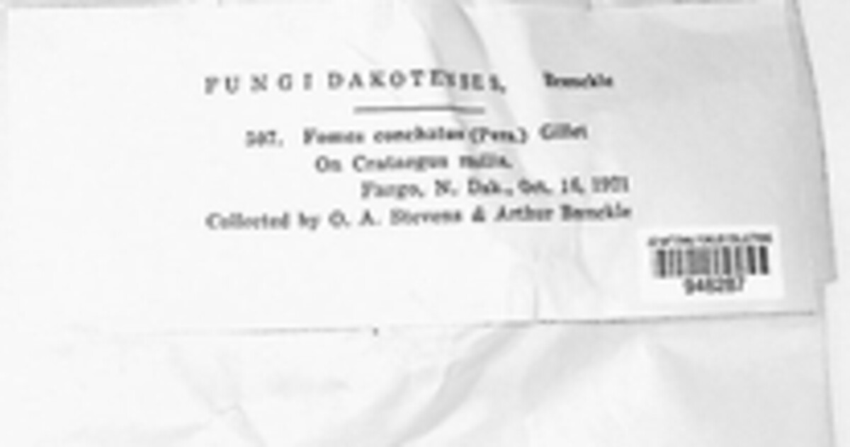 Phellinopsis conchata image
